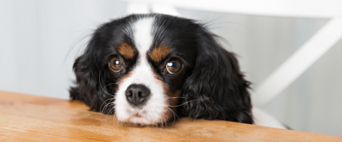 4 of the Most Annoying Dog Behaviors and How to Fix Them