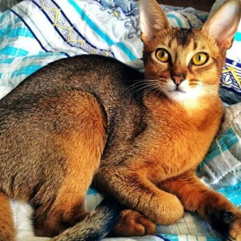 Scaredy Cats: Feline Hyperesthesia Syndrome - Good Pet Parent