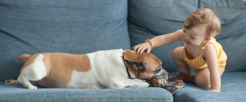 Baby Training Your Dog: What, When, Why?