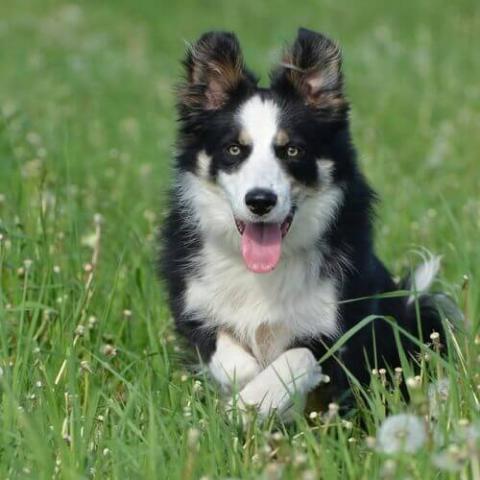 Border Collie | Lombard Veterinary Hospital