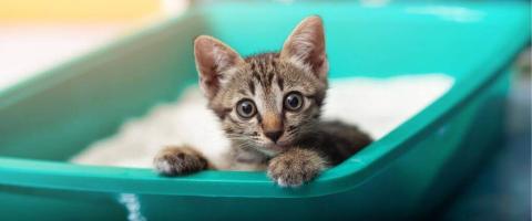 The Secret to Potty Training Your Cat and Solving Litter Box Aversion