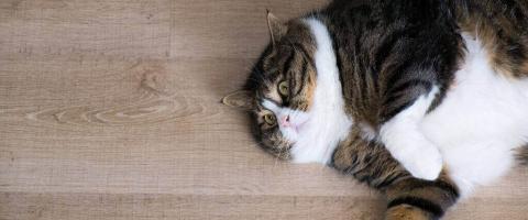 Fat Cat Syndrome: How to Partner with Your Veterinarian to Combat Obesity