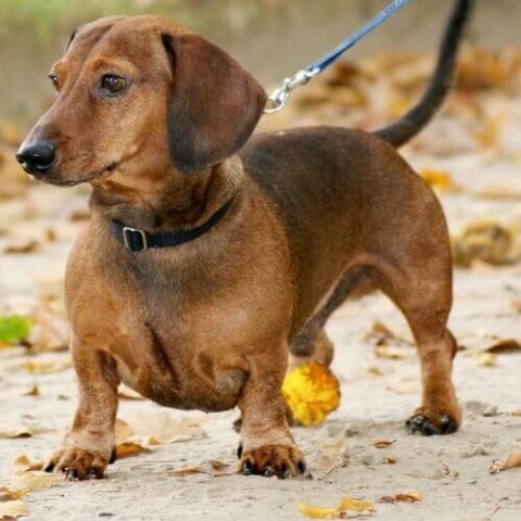 Dachshund | Lombard Veterinary Hospital