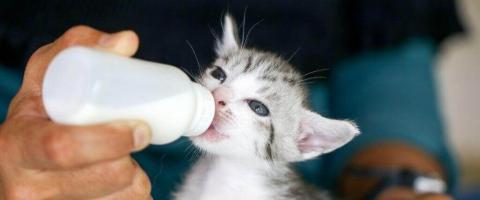 How to Feed and Care For Orphaned Kittens