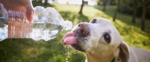 Today's Hot Take! 6 Safety Tips for Pets in the Face of Rising Temperatures