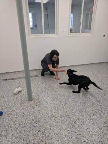 dog facilities near me