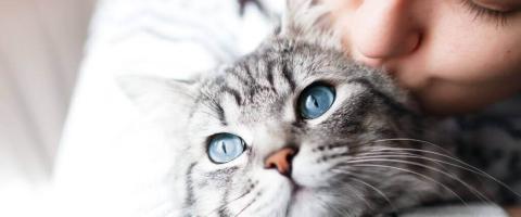 National Cat Health Month: Ensuring Your Feline Has a Long, Fulfilling Life
