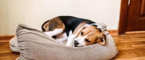 The Increase in Parvovirus and What You Need to Know