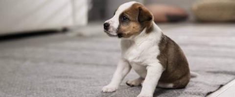 7 Puppy Potty Training Tips to Save Your Sanity...and Your Home