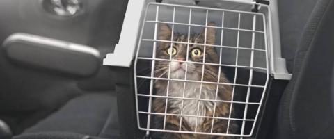 The Secret to Stress-Free Car Rides With Your Kitty Cat
