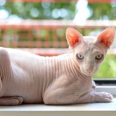 Buy a sphynx sales cat near me