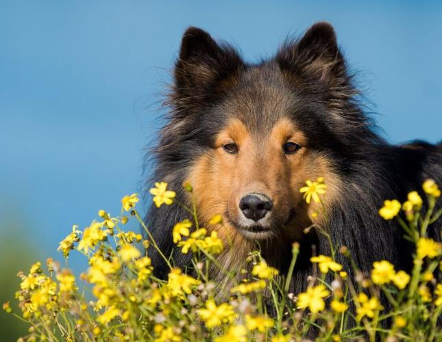 Pets Can Have Allergies, Too!