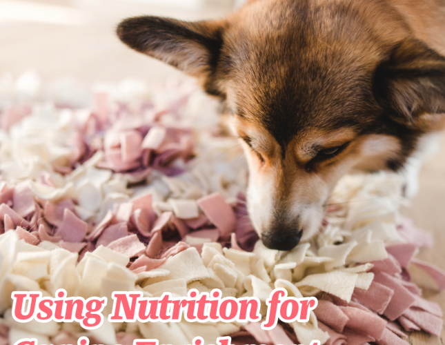 Using Nutrition for Canine Enrichment