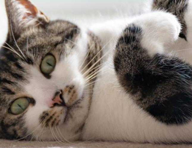 4 Feline Behaviors that Could Become Problematic