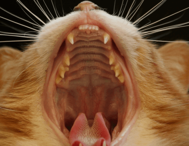 Cat Dental Health: What Cat Lovers Need to Know