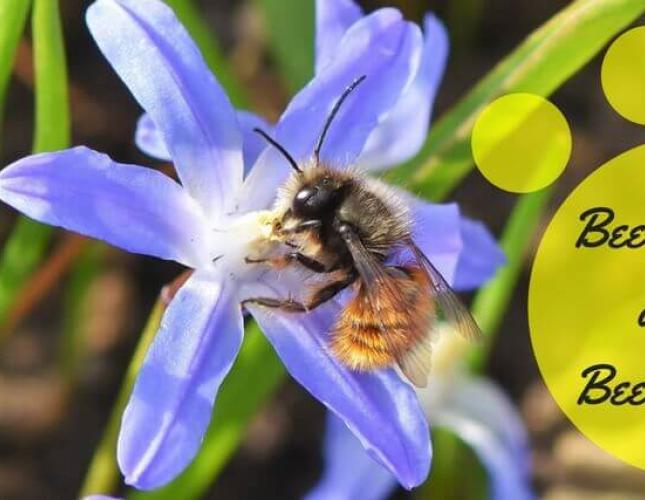 "Bee" Careful: Stings Can Be Serious!