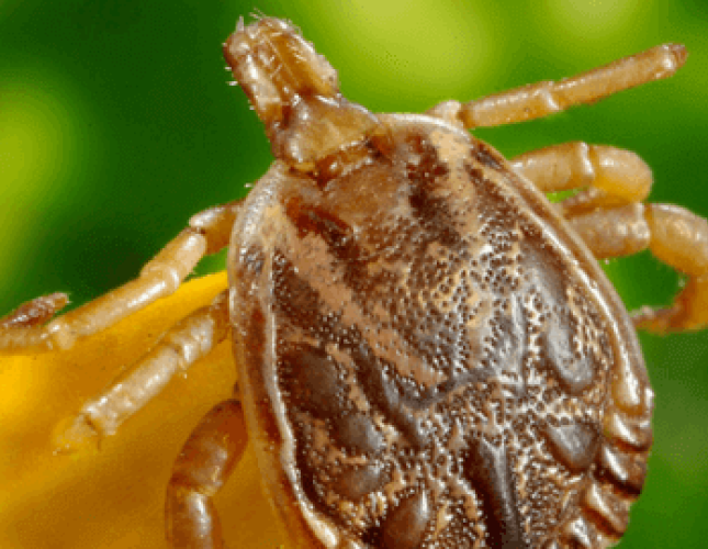 Lyme Disease: What Dog Lovers Need to Know