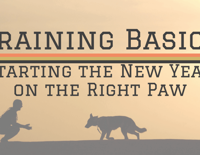 Training Basics: Starting the New Year on the Right Paw