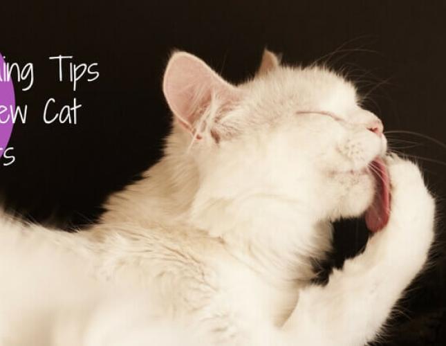 5 Grooming Tips for New Cat Owners