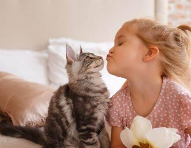 7 Tips For Raising a Healthy Cat in Honor of National Adopt a Cat Month