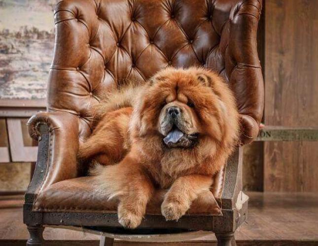 5 Dog Breeds That Can Be Challenging for New Pet Owners