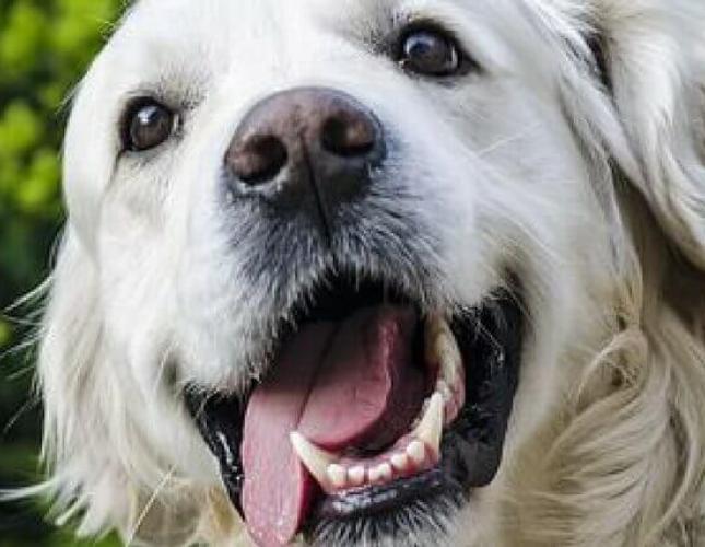How Much Does Dog Dental Care Cost?