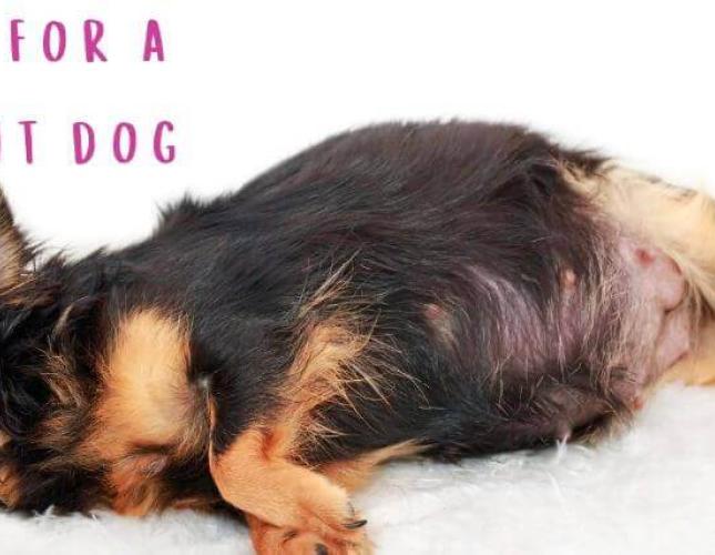 Pregnant Dog Care Tips