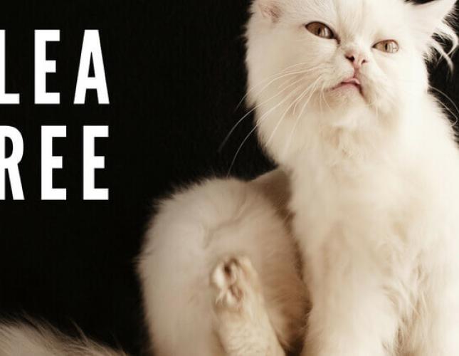 Flea-Free: How to Control Parasites in Your Pet's Environment