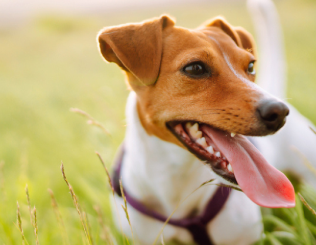 Fleas and Ticks: Protecting Your Pets and Home