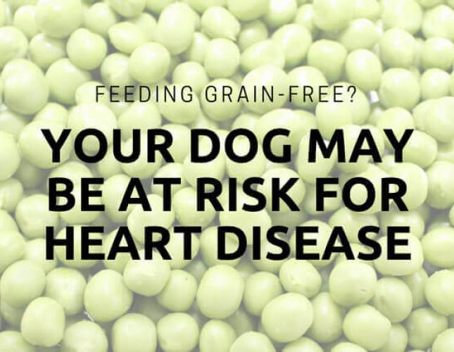 Feeding Grain-Free? Your Dog may be at Risk for Heart Disease