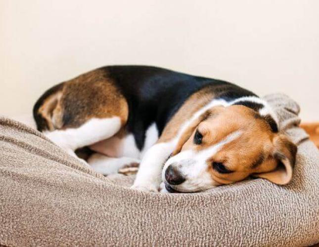 The Increase in Parvovirus and What You Need to Know