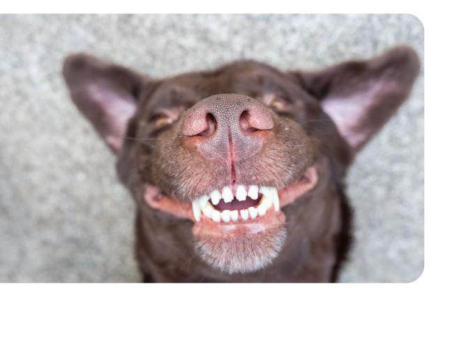 Pet Dental Month: Tips For Caring For Your Dog's Teeth at Home