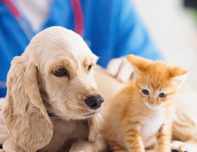 National Pet Wellness Month: How to Extend Your Pet's Life With Optimal Care