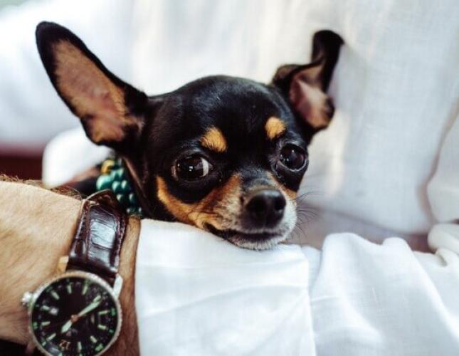Top 4 Benefits of Pets in the Workplace
