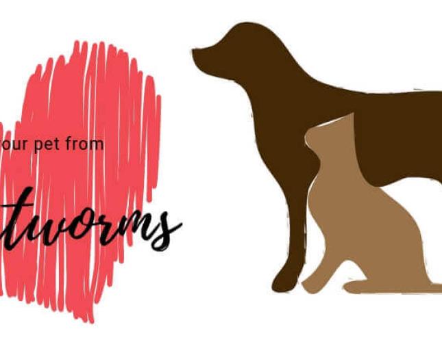 Protecting Your Pet from Heartworms