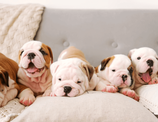 Frequently Asked Questions About Puppies, Answered by a Veterinarian