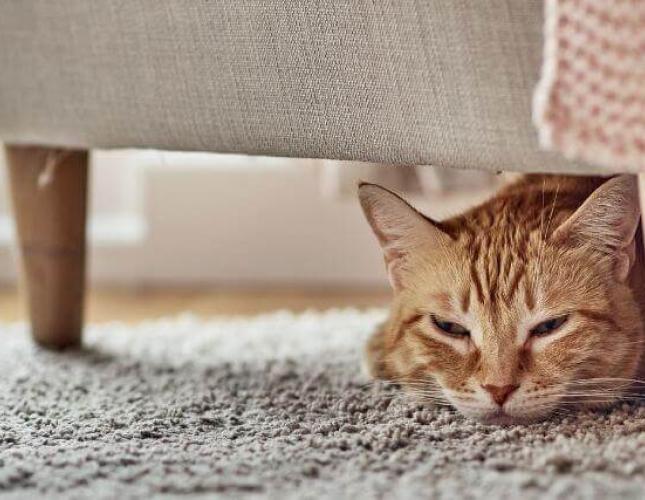 The Secret Behind Why Cats Hide Pain and What You Need to Know