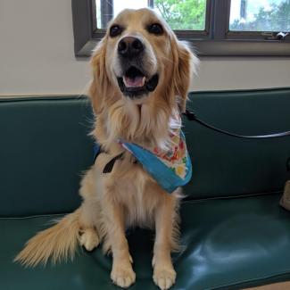 Eve the therapy dog