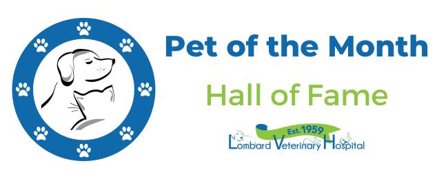 Pet of the Month at Lombard