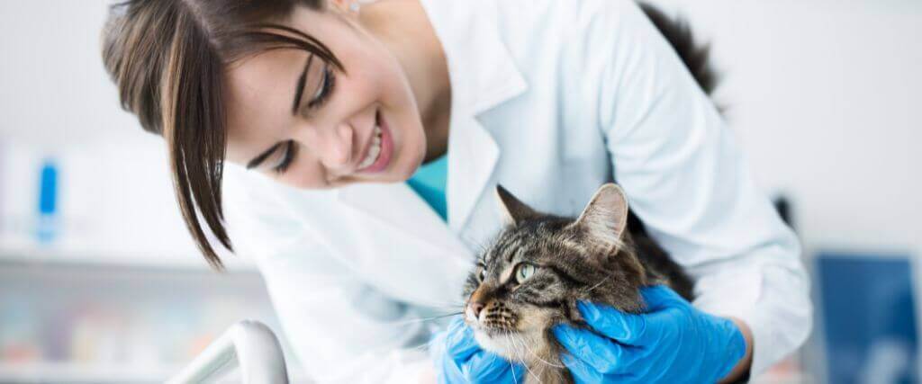 National Take Your Cat to the Vet Day: 5 Reasons to Not Skip a Vet Visit