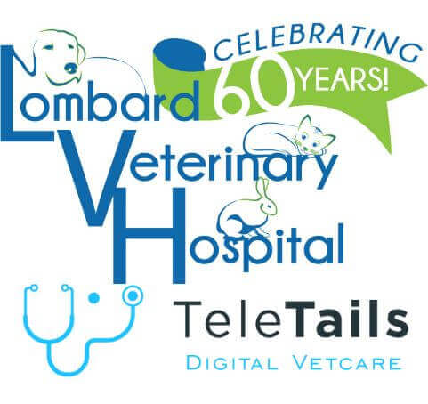 Digital Consult Logo