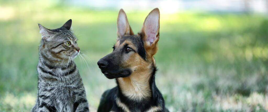 A Complete Guide to Rabies in Dogs and Cats