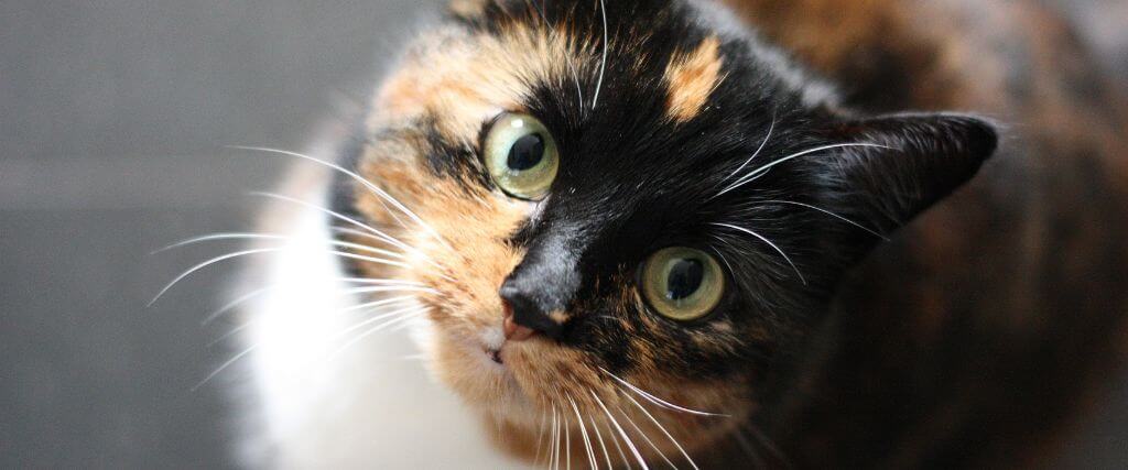 Cat Wellness Exams: Maintaining Your Cat’s Wellness Throughout Their Lifetime