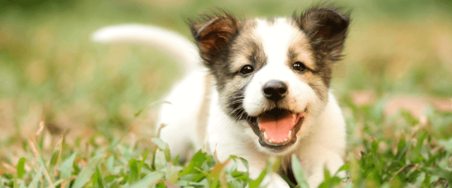 Frequently Asked Questions About Puppy, Behavior and Training, Answered by a Veterinarian