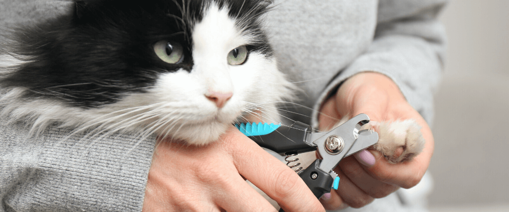 How to Trim Your Cat's Nails