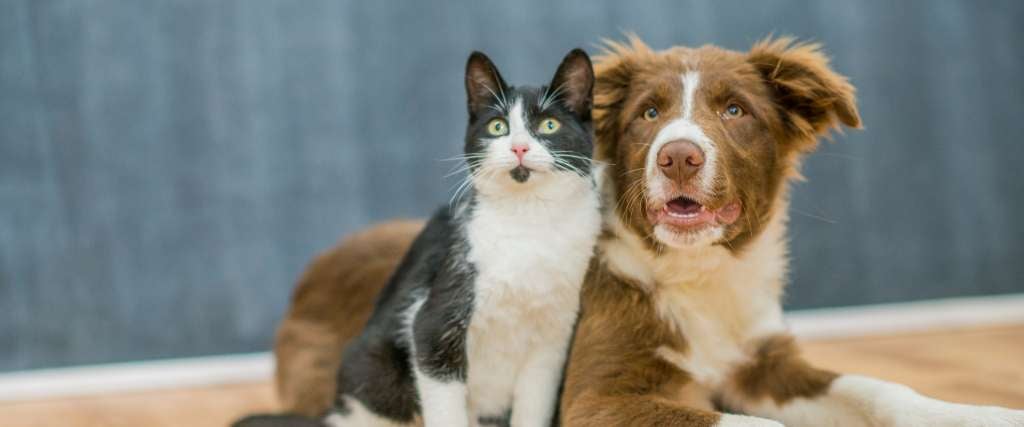 What Your Pet’s Body Language Is Really Saying: A Guide for Dog and Cat Owners