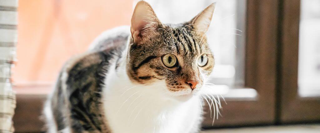 Whisker Fatigue in Cats and Other Reasons Your Cat Might Be a Picky Eater