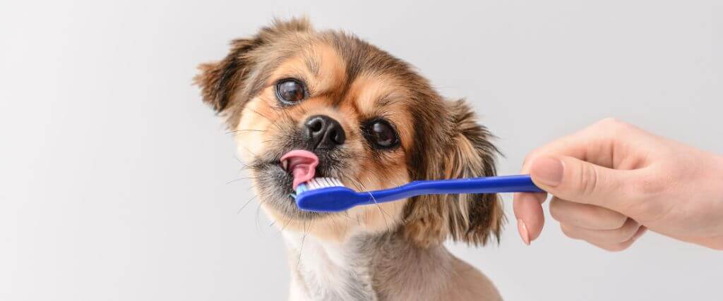 Small dog brown dog licking blue dog toothbrush