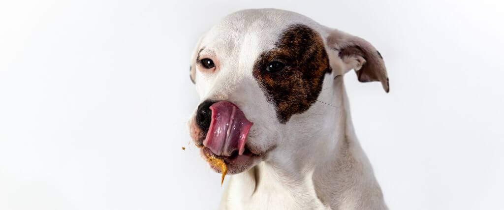 Dog licking peanut butter off its lips after taking a pill