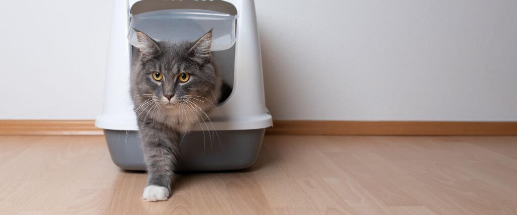 Male cat in litterbox